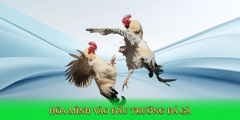 Hòa mình vào đấu trường đá gà