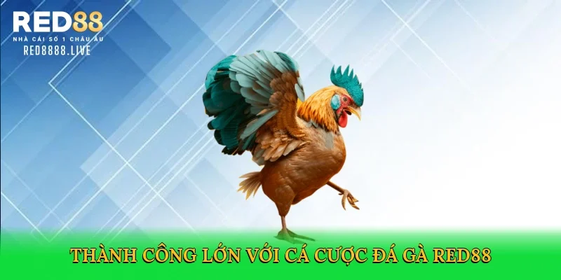 Thành công lớn với cá cược đá gà Red88