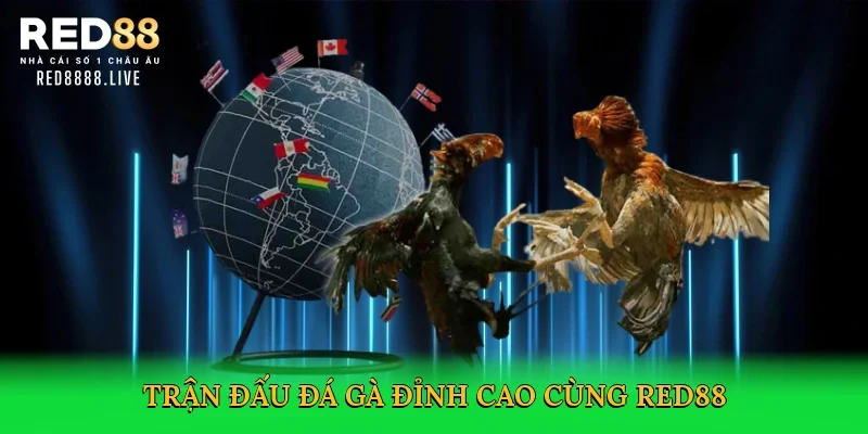 Trận đấu đá gà đỉnh cao cùng Red88