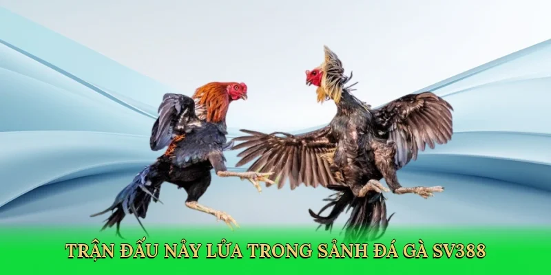 Trận đấu nảy lửa trong sảnh đá gà sv388